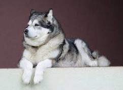 Réunion d’élevage de chiens Malamutes