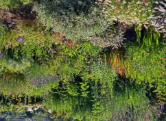 Journées portes ouvertes de jardins en pépiniere à Cussy en Morvan