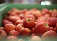Pressage de fruits