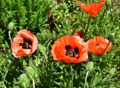 Visites des jardins tout l’été