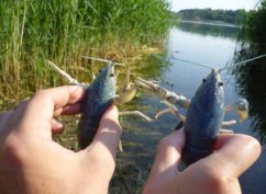 Initiation pêche aux écrevisses