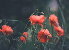 Visites des jardins journées du patrimoine