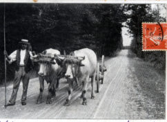 Visite zoom : dans les pas des vaches et boeufs du Morvan