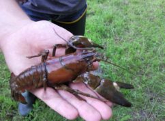 Initiation pêche à l’écrevisse