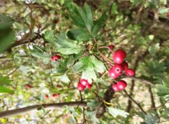 Stage Botanique et usages des plantes