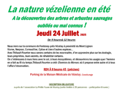 La nature vézelienne en été