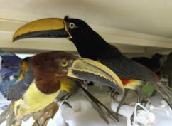 Les oiseaux exotiques du Muséum (Journées Européennes du Patrimoine)
