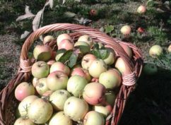 Journée pressoir à pommes