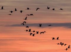 Observation et découverte des oiseaux migrateurs