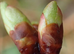 Stage: macérat glycériné de bourgeons