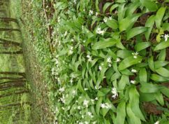 Stage Botanique et Usages des Plantes