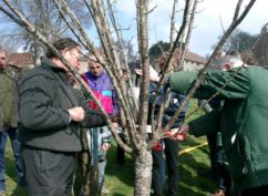 Stage verger : insectes et maladies du verger