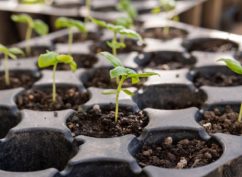 Échange de semences