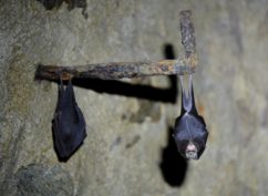 Nuit de la chauve-souris à Arnay le duc, Mercredi 1er juillet