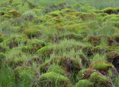Balade nature  « La tourbière de Champgazon, un voyage dans le temps »