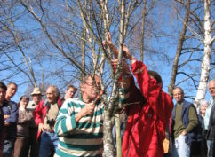 Stage verger : taille des arbres fruitiers