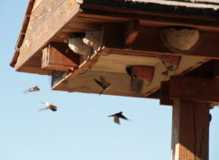 Atelier nature « Nichoirs à Hirondelles »