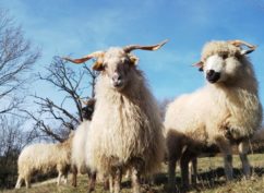 Séjour Parenthèse Laine