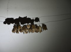 Nuit de la chauve-souris à Limanton, Mardi 21 juillet