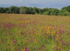 Balade à la Rencontre des fleurs sauvages du Morvan