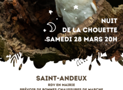 Sortie rapaces nocturnes