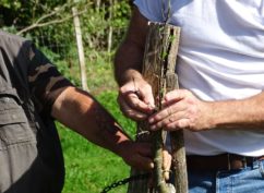 Stage verger : Greffe des arbres fruitiers