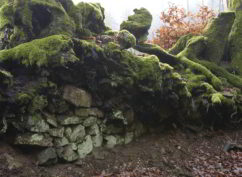 Balade botanique dessinée : une forêt miniature les mousses du Mont Beuvray à Bibracte
