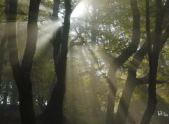 Jour de forêt à Bibracte