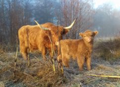 Vaches écossaises, prairies morvandelles !
