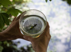 Ca grouille chez les grenouilles ! Le mercredi 15 avril 2026