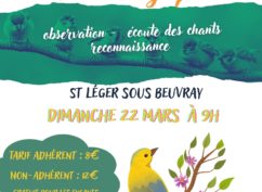 Balade ornithologique