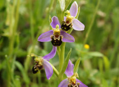 Balade nature  « Les orchidées sauvages de Vézelay »