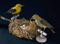 Des nids et des œufs  – Atelier pour les 7/12 ans