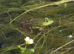 Fréquence Grenouille :  Partez à la découverte des batraciens & amphibiens de Sermizelles, le vendredi 24 avril