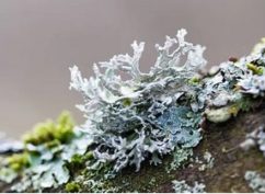 Balade botanique dessinée… Les lichens de Bibracte !