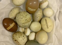 A chacun son œuf – Atelier pour les 4/6 ans