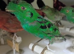 Mon oiseau exotique – Atelier pour les 7/12 ans