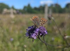Balade nature « Enquête en forêt de Chauffour-Ferrière »