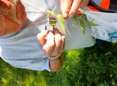 Balade nature symbolique LES FLEURS