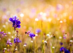 Fête de la nature « Plantons des fleurs »