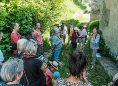 Balade champêtre- Découverte des usages des Plantes Sauvages