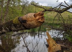 Sur les traces du Castor au lac de Chamboux – Mardi 11 août