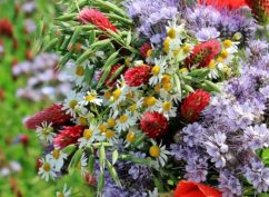 Goûtons les fleurs et composons des bouquets de fleurs sauvages