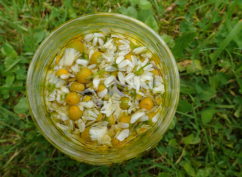 Atelier confection de baumes aux plantes