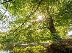 Balade nature : la forêt morvandelle, pas à pas