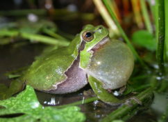 Fréquence Grenouille : Partez à la découverte des batraciens & amphibiens de Sermizelles, le vendredi 24 avril