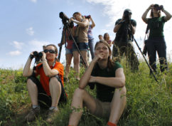 Silence, ça tambourine ! Gestion forestière et biodiversité : zoom sur les pics