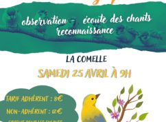 Balade ornithologique