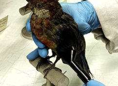 La face cachée des collections – Atelier pour les 7/12 ans