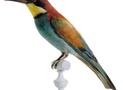 Les oiseaux exotiques du Muséeum – Atelier pour les 4/6 ans.